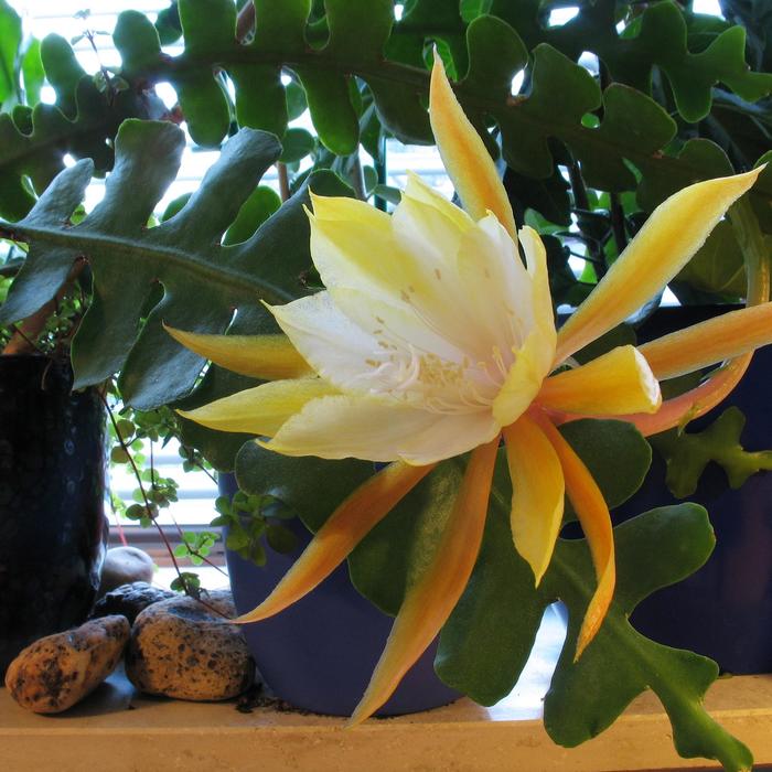 Fish Bone Cactus - Epiphyllum anguliger from The Flower Spot