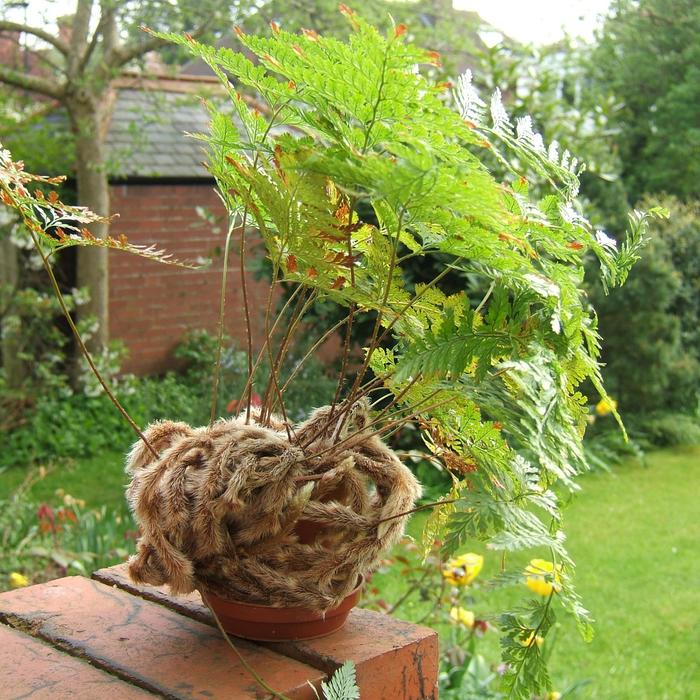 Rabbits Foot Fern - Davallia fejeensis from The Flower Spot