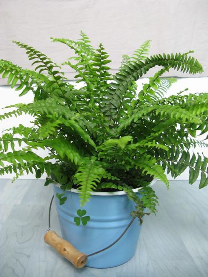 Fern 'Boston' - Nephrolepis exaltata from The Flower Spot Fern 'Boston' - Nephrolepis exaltata from The Flower Spot