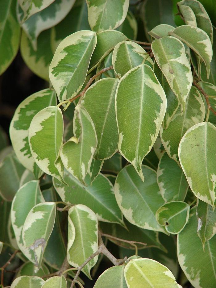 Weeping Fig - Ficus benjamina from The Flower Spot Weeping Fig - Ficus benjamina from The Flower Spot
