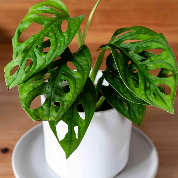 Swiss Cheese Vine - Monstera adansonii from The Flower Spot Swiss Cheese Vine - Monstera adansonii from The Flower Spot