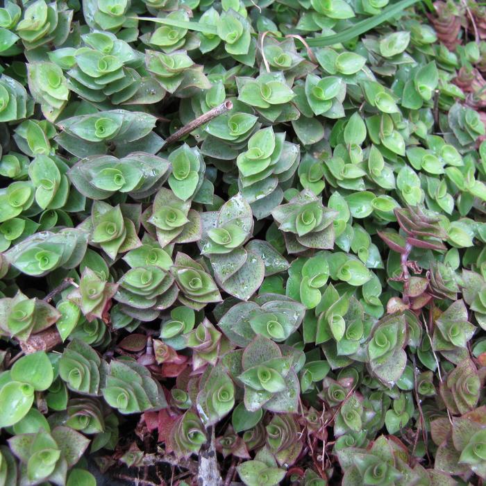 Bolivian Turtle Vine - Callisa Repens from The Flower Spot