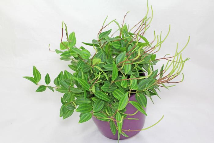 Peperomia 'Beetle' - Peperomia quadrangularis from The Flower Spot Peperomia 'Beetle' - Peperomia quadrangularis from The Flower Spot