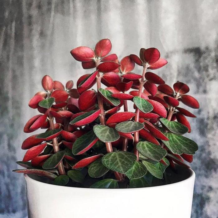 Peperomia 'Red Long' - Peperomia verticillata from The Flower Spot Peperomia 'Red Long' - Peperomia verticillata from The Flower Spot