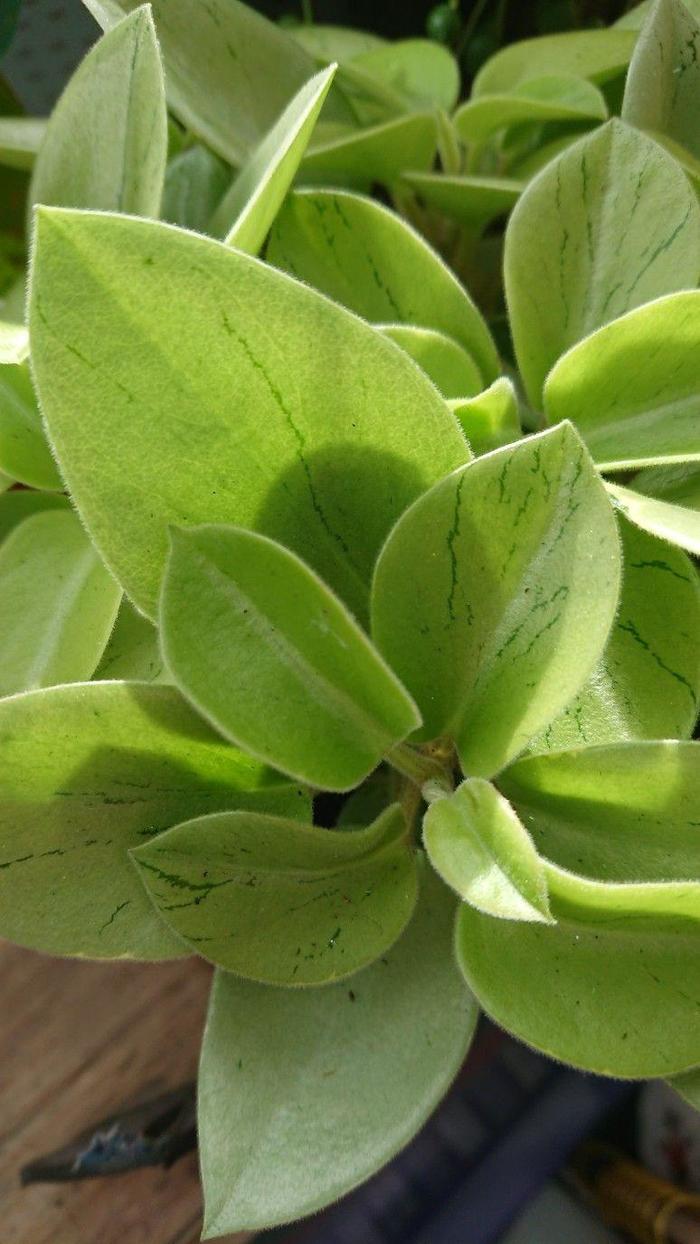 Peperomia 'Astrid' - Peperomia orba from The Flower Spot Peperomia 'Astrid' - Peperomia orba from The Flower Spot