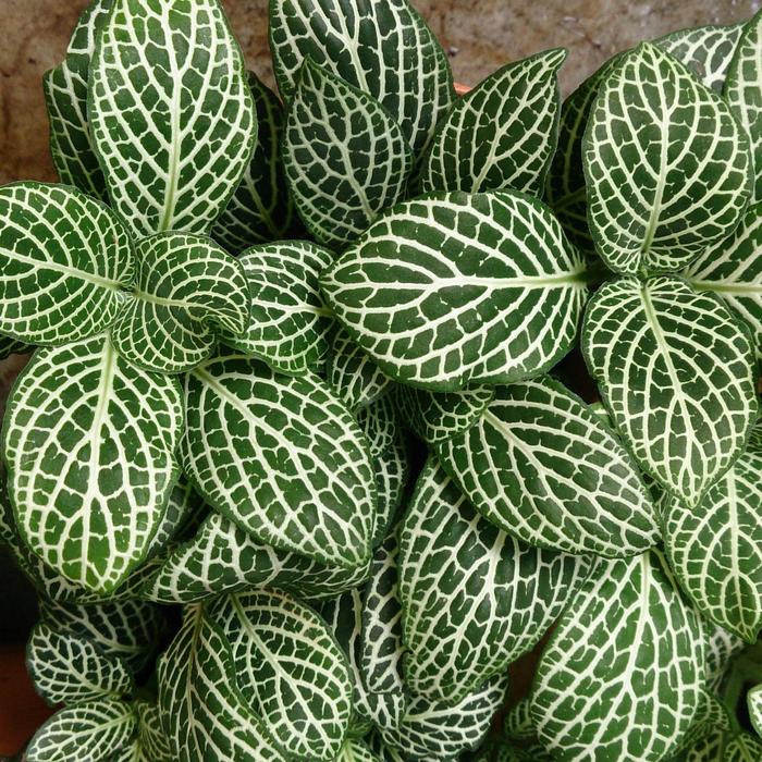 Nerve Plant - Fittonia spp from The Flower Spot Nerve Plant - Fittonia spp from The Flower Spot