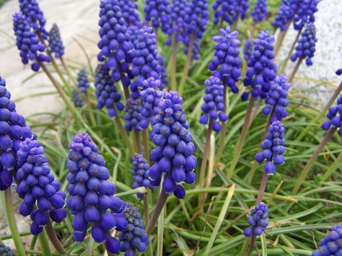 Grape Hyacinth - Muscari armeniacum from The Flower Spot