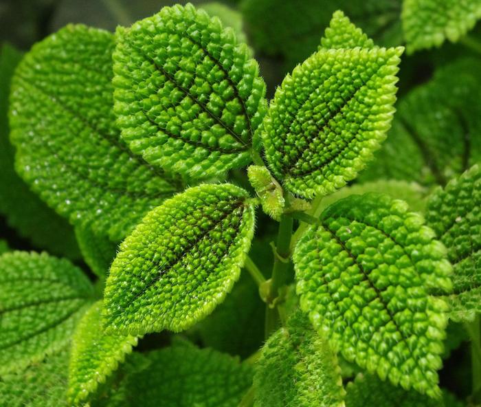 Moon Valley Pilea - Pilea mollis from The Flower Spot