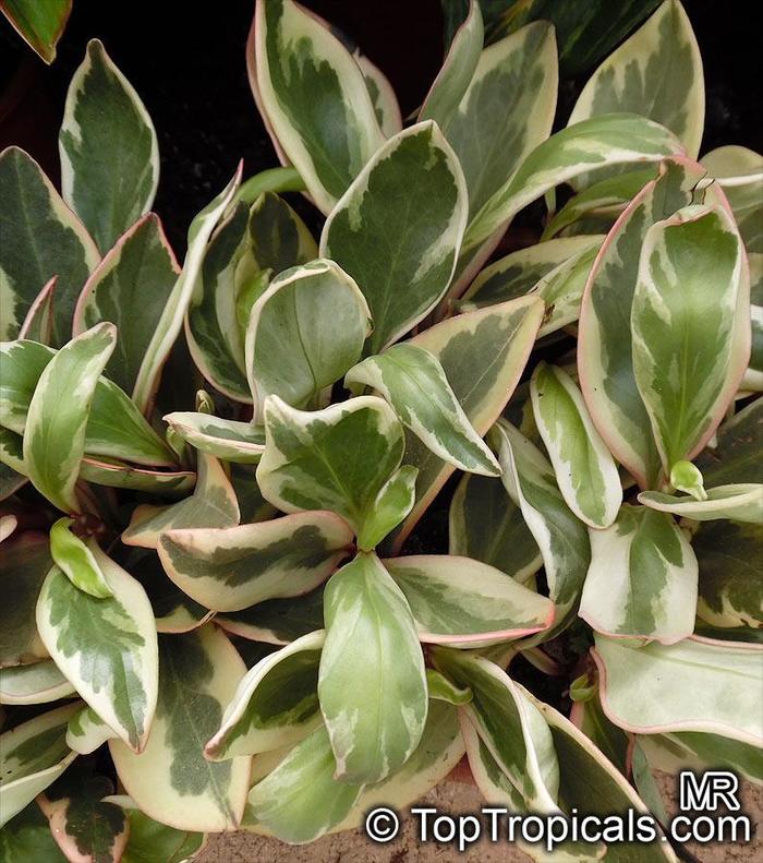 Peperomia 'Variegata' - Peperomia clusiifolia from The Flower Spot Peperomia 'Variegata' - Peperomia clusiifolia from The Flower Spot