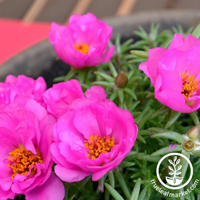 Moss Rose - Portulaca grandiflora 'Sundial Fuchsia' from The Flower Spot