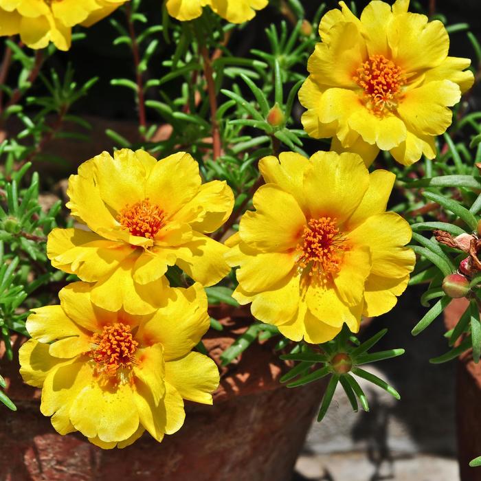Portulaca 'Sundial Gold' - Portulaca grandiflora from The Flower Spot Portulaca 'Sundial Gold' - Portulaca grandiflora from The Flower Spot