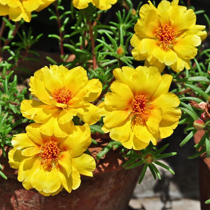 Moss Rose - Portulaca grandiflora 'Sundial Gold' from The Flower Spot