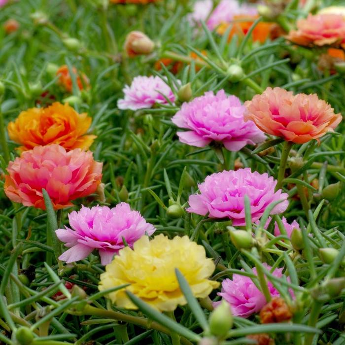 Portulaca 'Sundial Mix' - Portulaca grandiflora from The Flower Spot Portulaca 'Sundial Mix' - Portulaca grandiflora from The Flower Spot