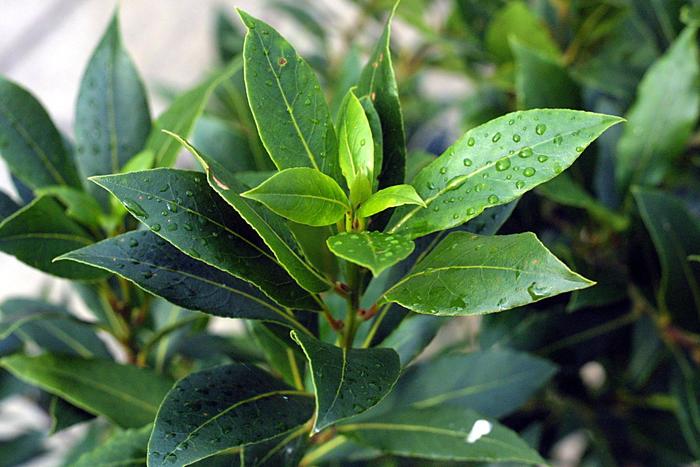 Bay Leaf - Laurus nobilis from The Flower Spot