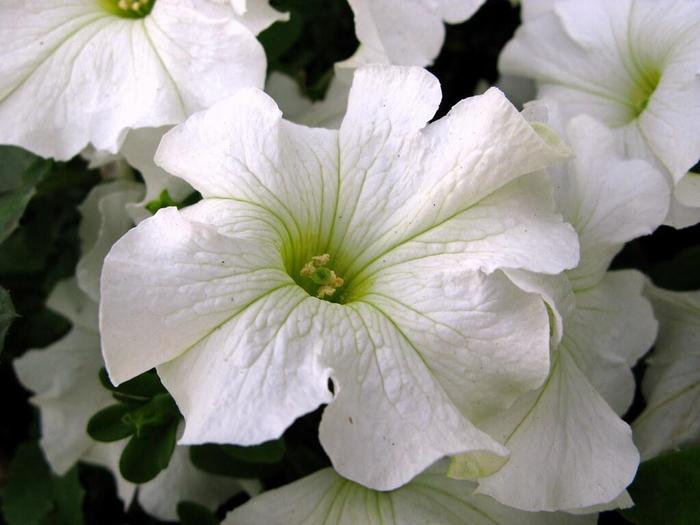 Petunia 'Dreams White' - Petunia hybrida from The Flower Spot Petunia 'Dreams White' - Petunia hybrida from The Flower Spot