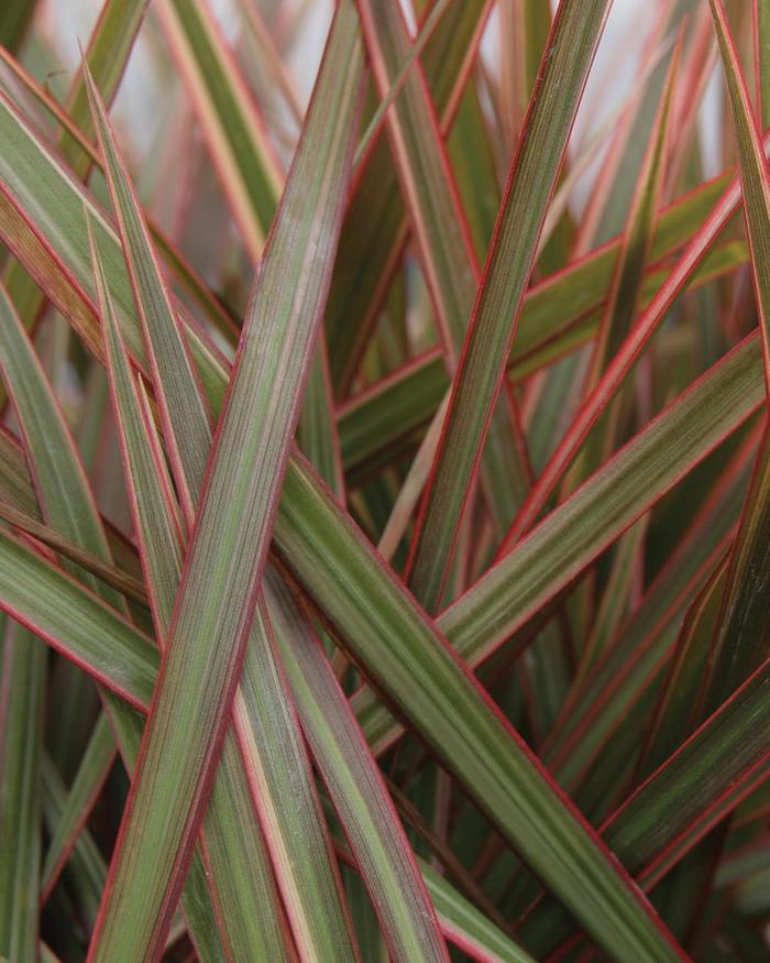 Madagascar Dragon tree - Dracaena Marginata Magenta from The Flower Spot