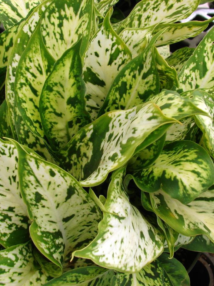 Dieffenbachia - Dieffenbachia from The Flower Spot