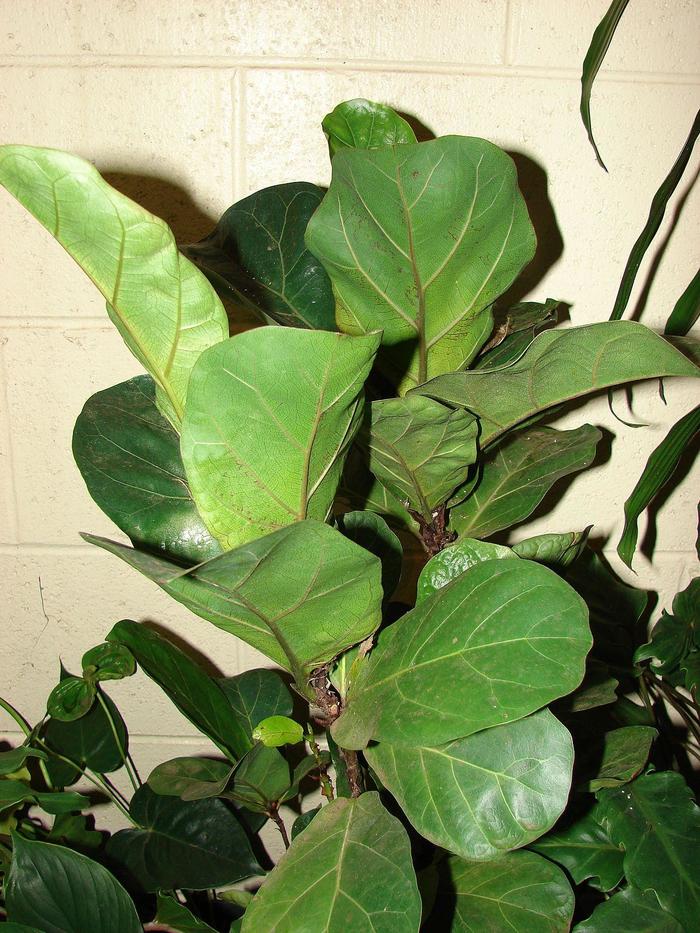 Fiddle Leaf Fig - Ficus lyrata from The Flower Spot