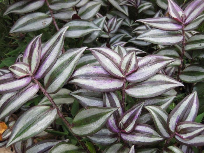 Wandering Dude 'Purple' - Tradescantia zebrinus from The Flower Spot