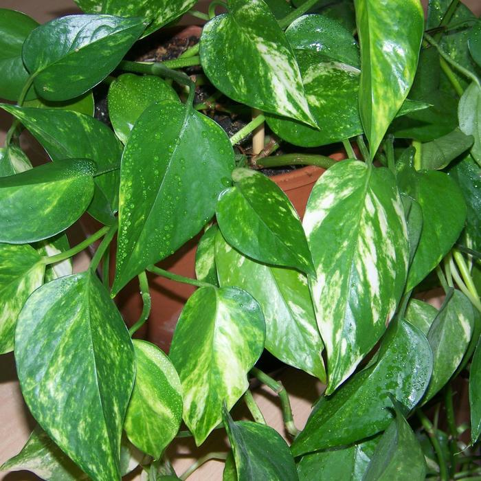 Pothos - Epipremnum aureum from The Flower Spot