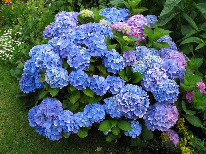 Hydrangea 'Florist Varieties' - Hydrangea from The Flower Spot Hydrangea 'Florist Varieties' - Hydrangea from The Flower Spot