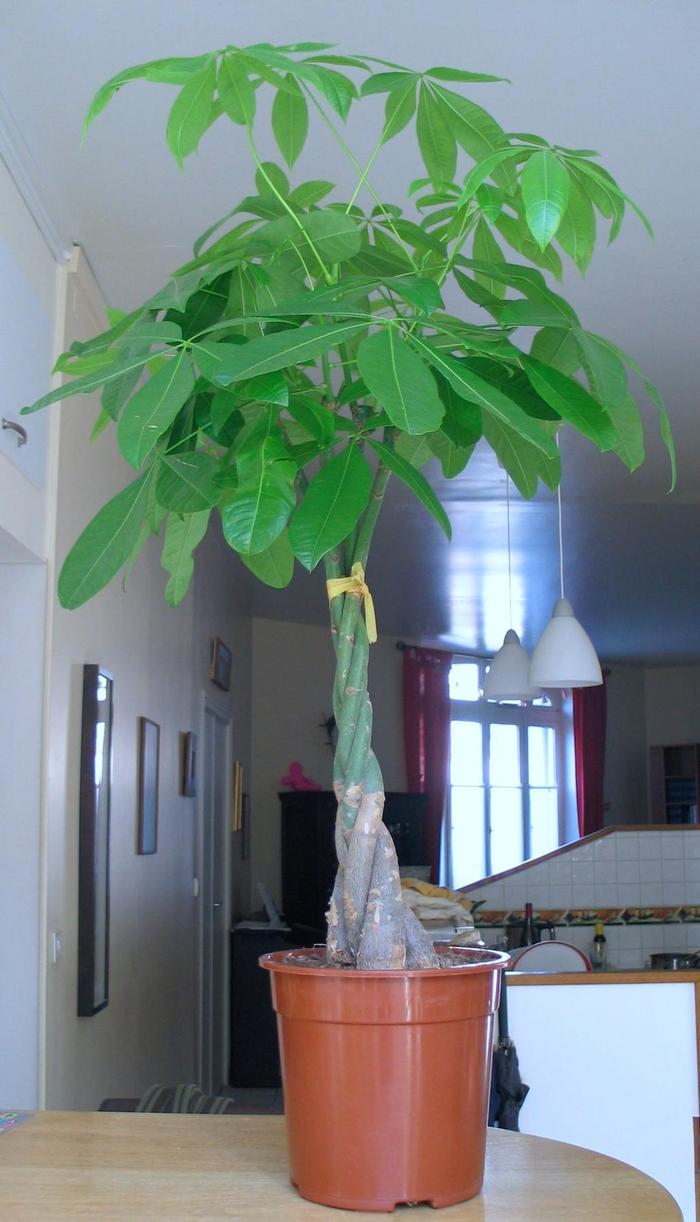 Money Tree - Pachira aquatica from The Flower Spot Money Tree - Pachira aquatica from The Flower Spot