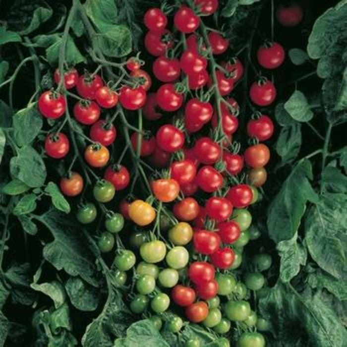 Cherry Tomato - Solanum Lycopersicum 'Super Sweet 100' from The Flower Spot