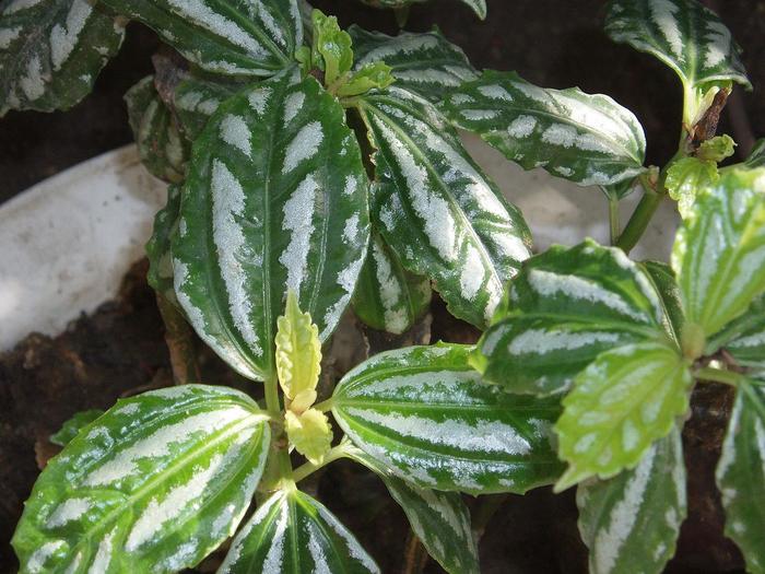Pilea 'Aluminum' - Pilea cadierei from The Flower Spot Pilea 'Aluminum' - Pilea cadierei from The Flower Spot
