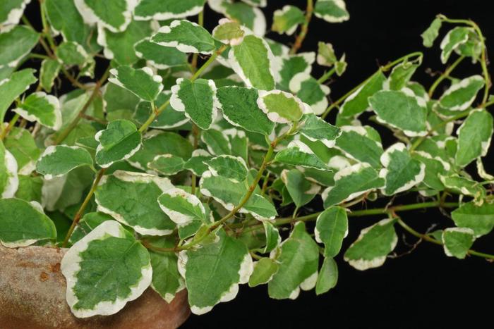 Creeping Ficus - Ficus pumila variegata from The Flower Spot Creeping Ficus - Ficus pumila variegata from The Flower Spot