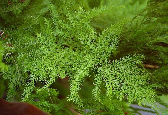 Plumosa Fern - Asparagus setaceus from The Flower Spot