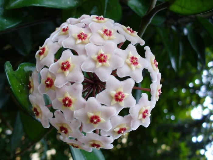 Wax Plant - Hoya carnosa from The Flower Spot