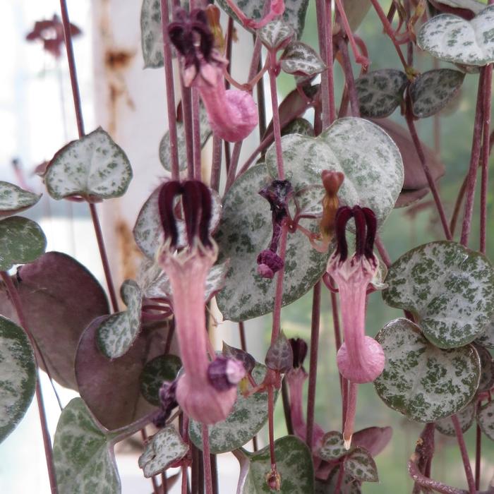 String of Hearts - Ceropegia woodii from The Flower Spot