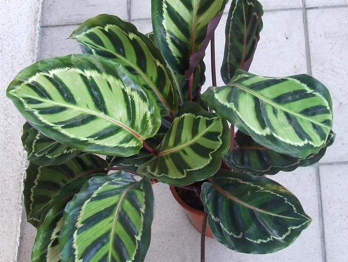 Calathea - Calathea from The Flower Spot