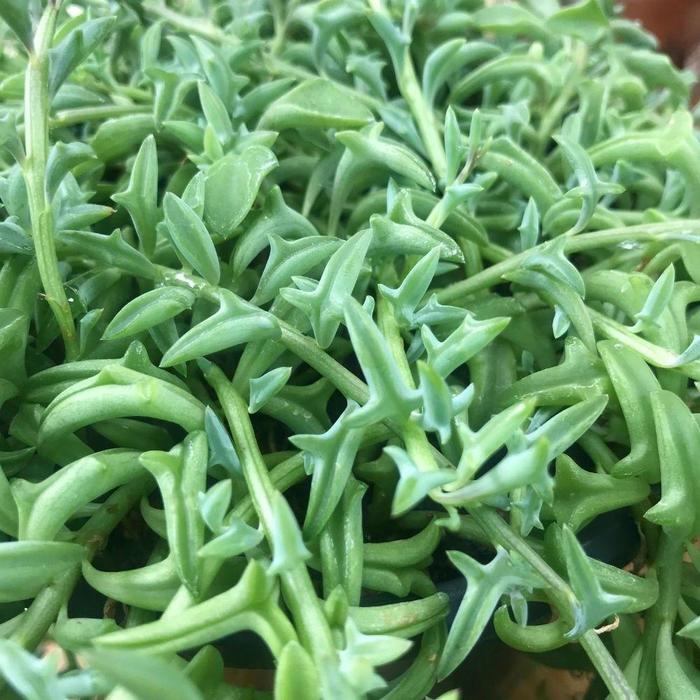 String of Dolphins - Senecio peregrinus from The Flower Spot