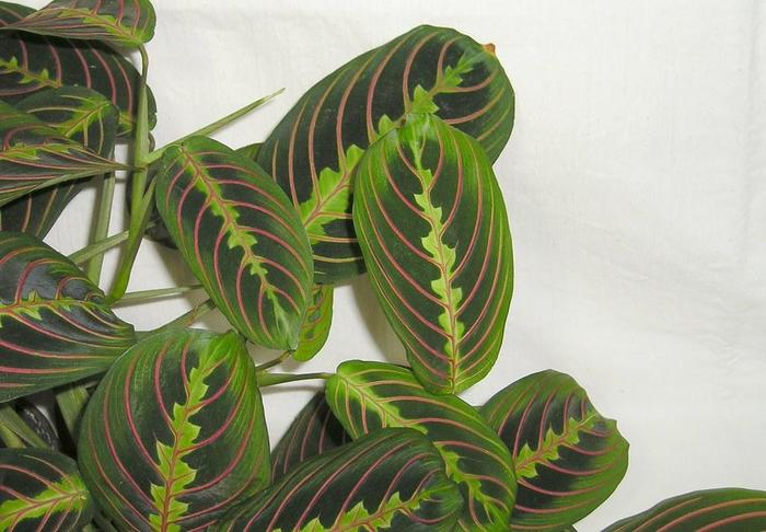 Prayer Plant - Maranta leuconeura from The Flower Spot Prayer Plant - Maranta leuconeura from The Flower Spot