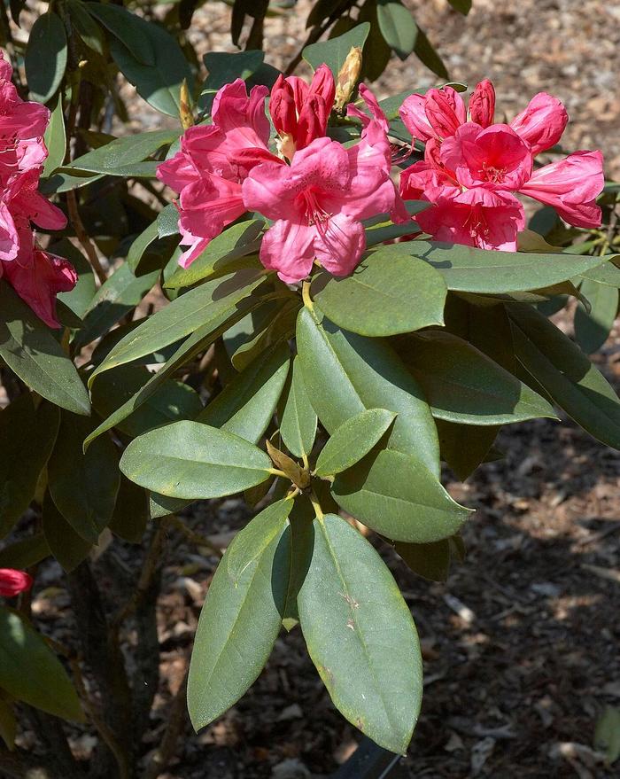 Rhododendron 'Gumpo Pink' - Rhododendron hybrid from The Flower Spot Rhododendron 'Gumpo Pink' - Rhododendron hybrid from The Flower Spot