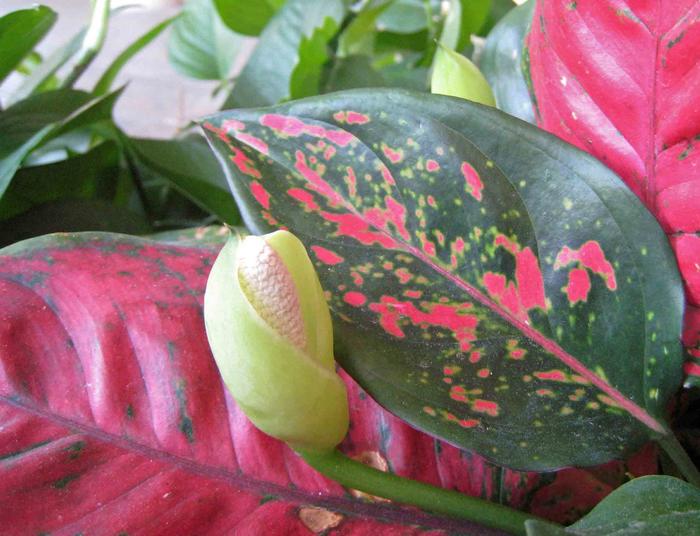 Chinese Evergreen - Aglaonema from The Flower Spot