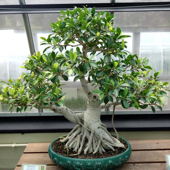 Ficus retusa Ginseng Ficus Bonsai The Flower Spot