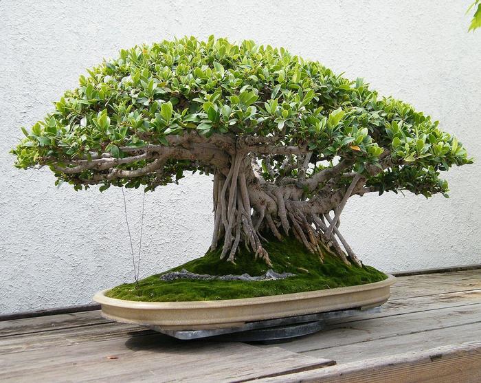 Ginseng Ficus Bonsai - Ficus microcarpa from The Flower Spot Ginseng Ficus Bonsai - Ficus microcarpa from The Flower Spot