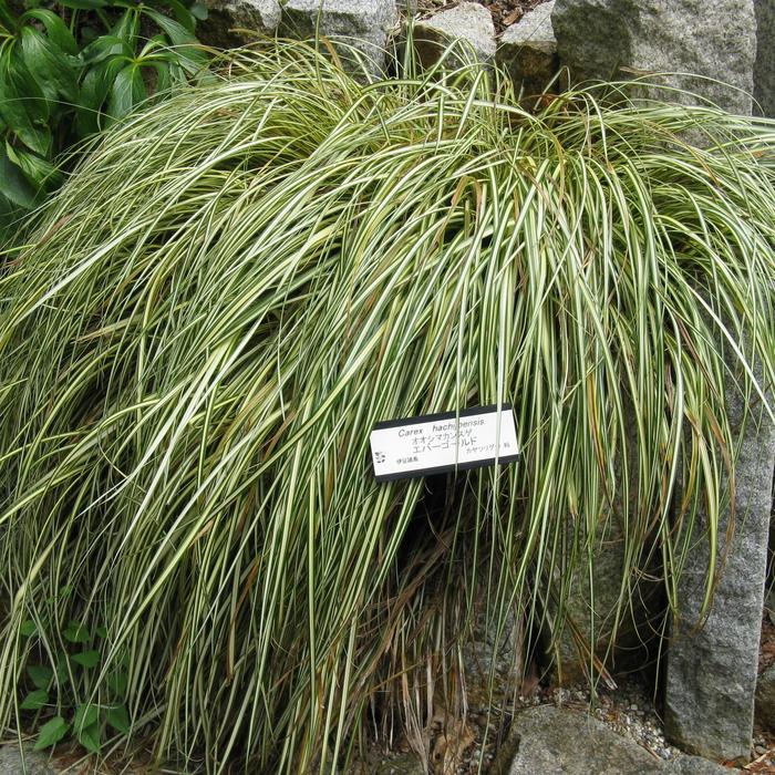 Sedge Grass ' Evergold' - Carex hachijoensis 'Evergold' from The Flower Spot