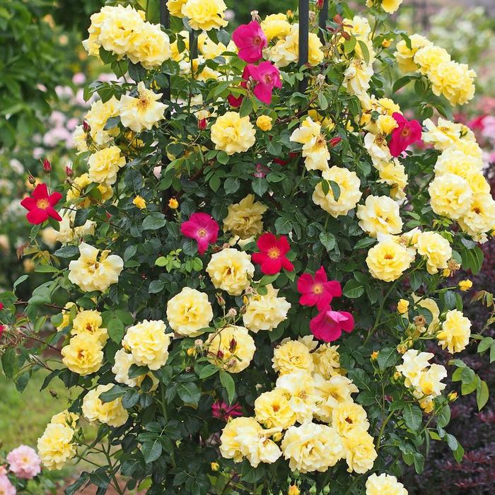 Rosa 'Golden Showers' Rose 'Golden Showers' The Flower Spot