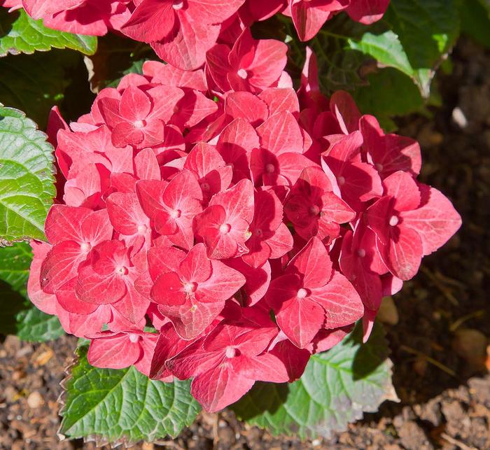 Hydrangea 'Everlasting® Crimson' - Hydrangea macrophylla 'Everlasting® Crimson' from The Flower Spot