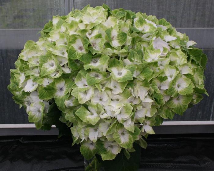 Hydrangea 'Everlasting® Noblesse' - Hydrangea mac. 'Everlasting® Noblesse' from The Flower Spot