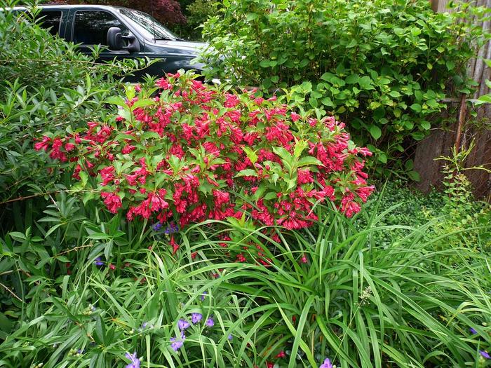 Weigela 'Date Night Crimson Kisses' - Weigela x from The Flower Spot Weigela 'Date Night Crimson Kisses' - Weigela x from The Flower Spot
