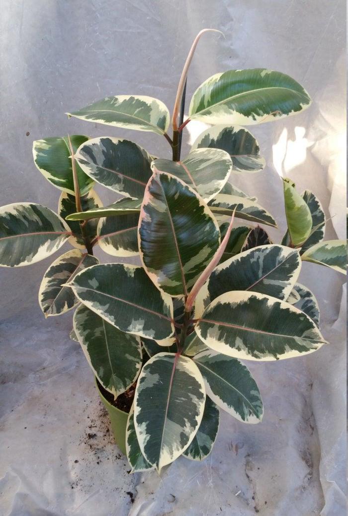 Ficus 'Tineke' - Ficus elastica from The Flower Spot Ficus 'Tineke' - Ficus elastica from The Flower Spot