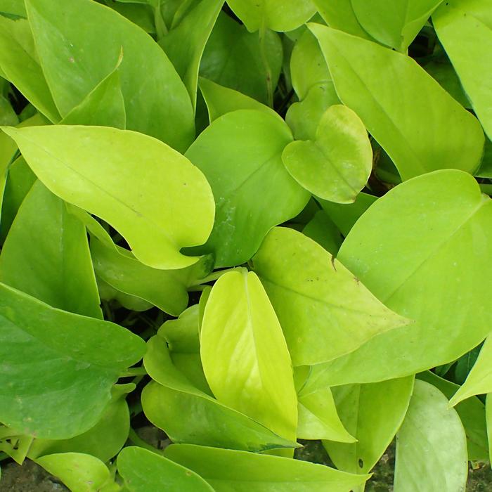 Neon Pothos - Epipremnum aureum from The Flower Spot