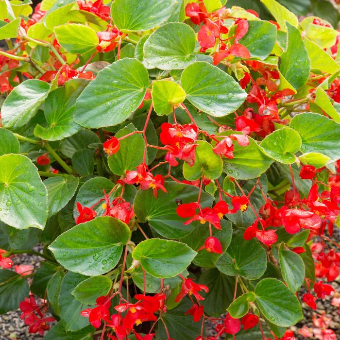 Begonia 'Whopper' - Begonia x benariensis from The Flower Spot Begonia 'Whopper' - Begonia x benariensis from The Flower Spot