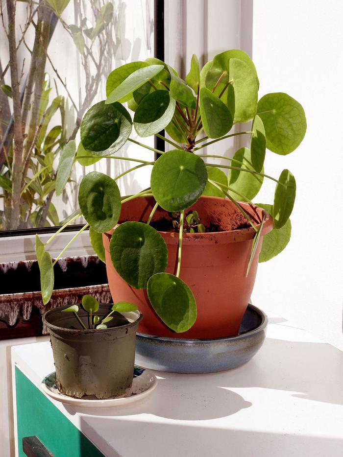 Chinese Money Plant - Pilea peperomioides from The Flower Spot Chinese Money Plant - Pilea peperomioides from The Flower Spot