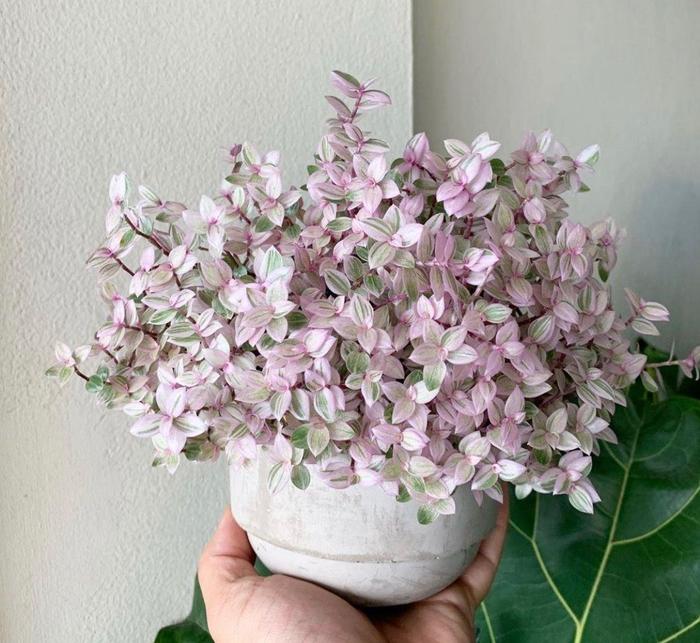 Tradescantia Pink Panther - Callisia repens 'Pink Panther' from The Flower Spot