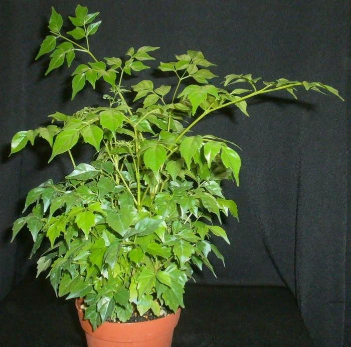 China Doll - Radermachera sinica from The Flower Spot China Doll - Radermachera sinica from The Flower Spot